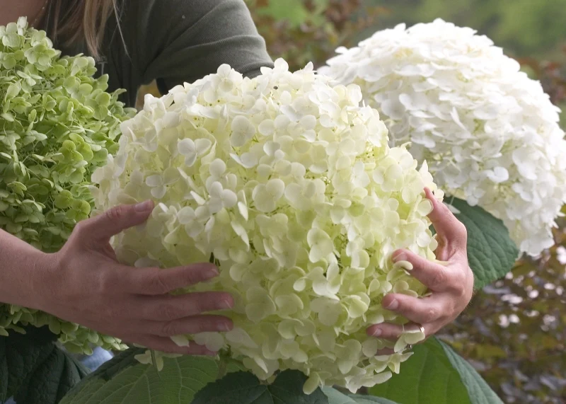 Hydrangea a. Incrediball - Image 2