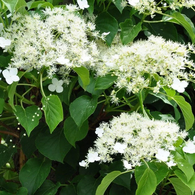 Hydrangea anomala petiolaris
