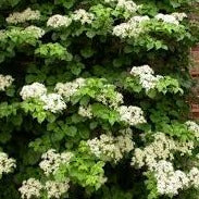Hydrangea anomala petiolaris
