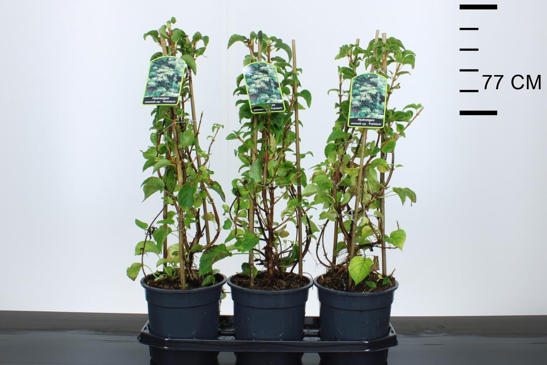 Hydrangea anomala petiolaris - Image 2