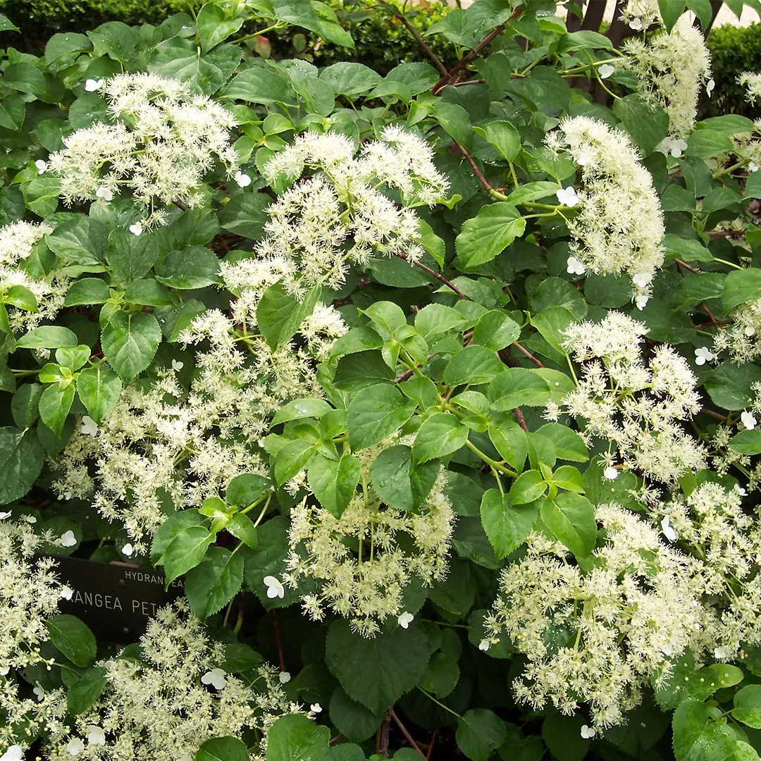 Hydrangea anomala petiolaris - Image 2