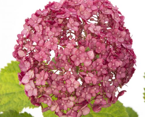 Hydrangea ar. Ruby Annabelle