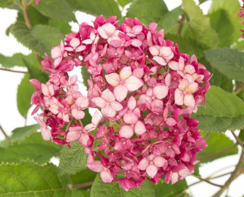 Hydrangea ar. Sweet Annabelle