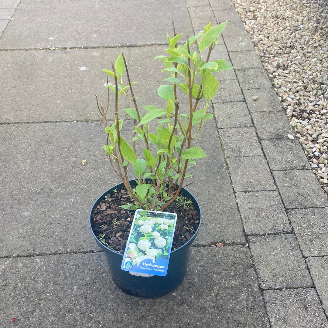 Hydrangea arb. Annabelle - Image 3