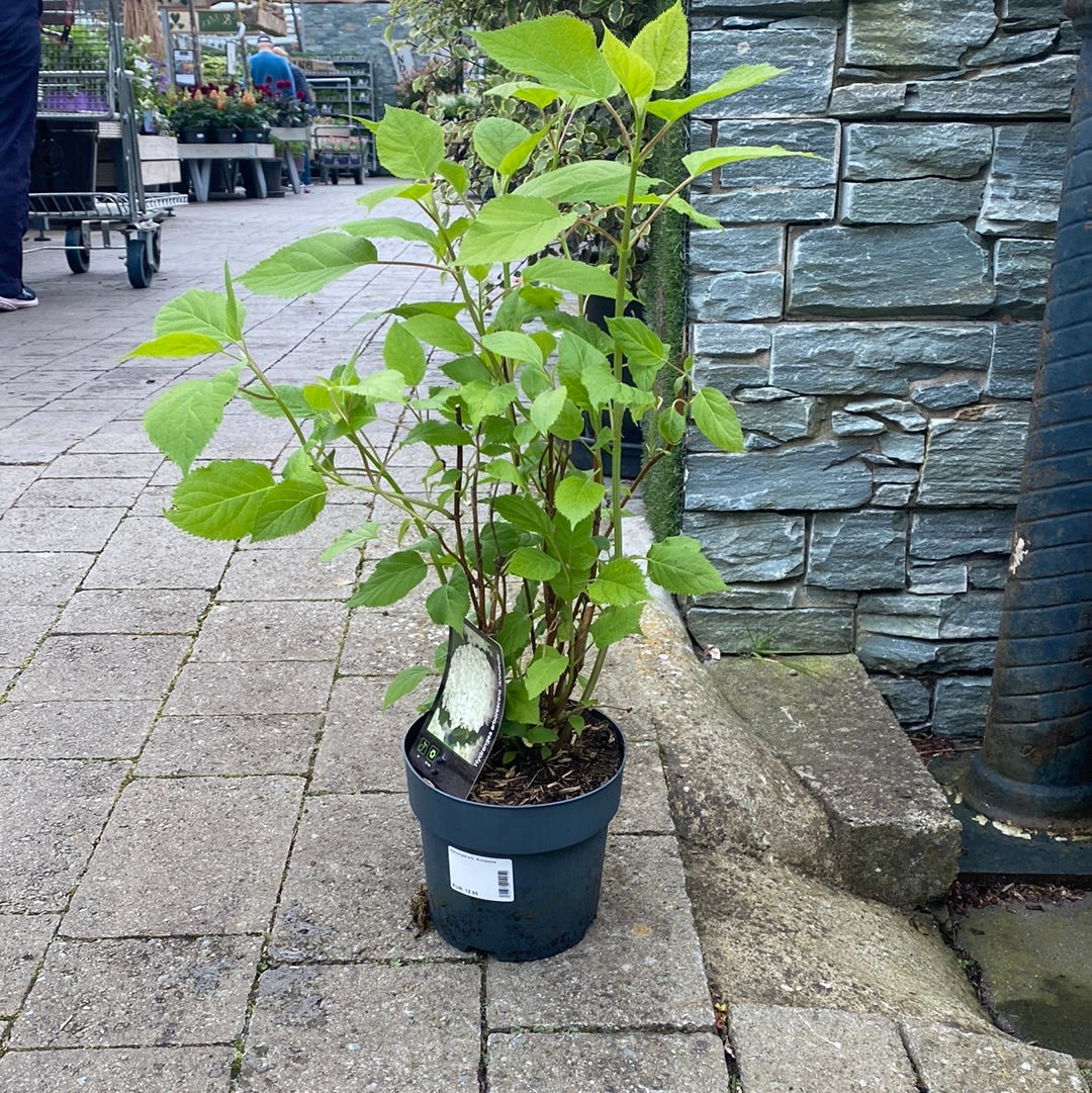 Hydrangea arb. Annabelle - Image 2