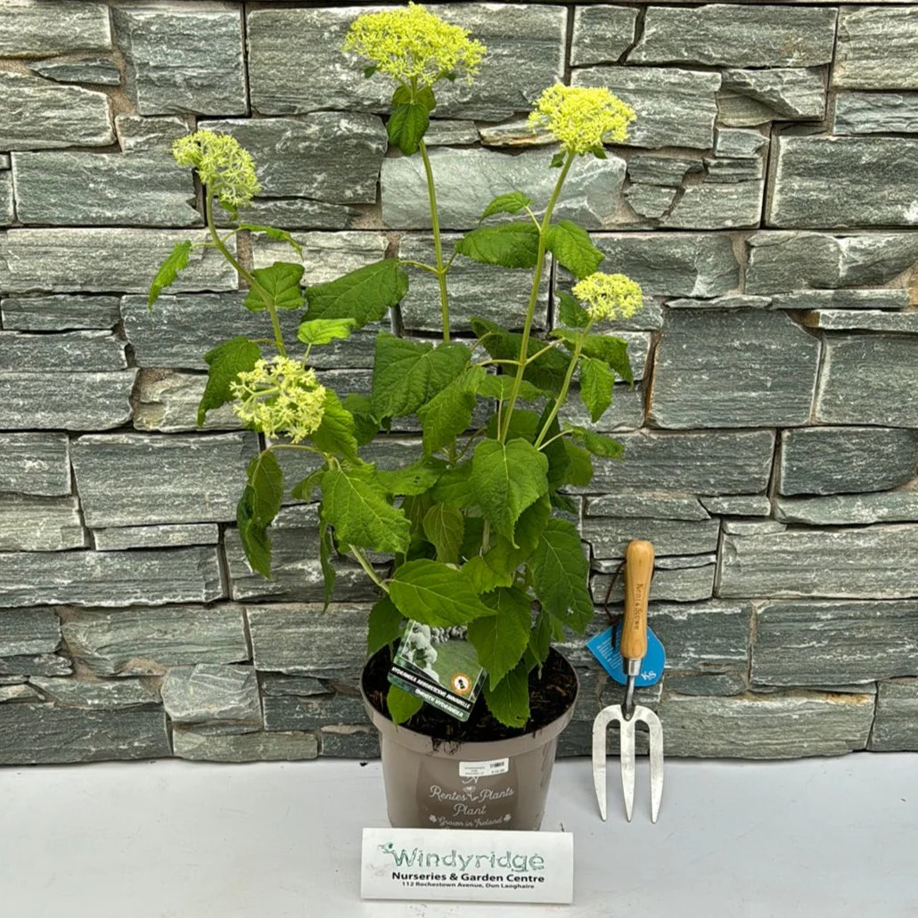 HYDRANGEA ARB. ANNABELLE 40-50 5Ltr Pot