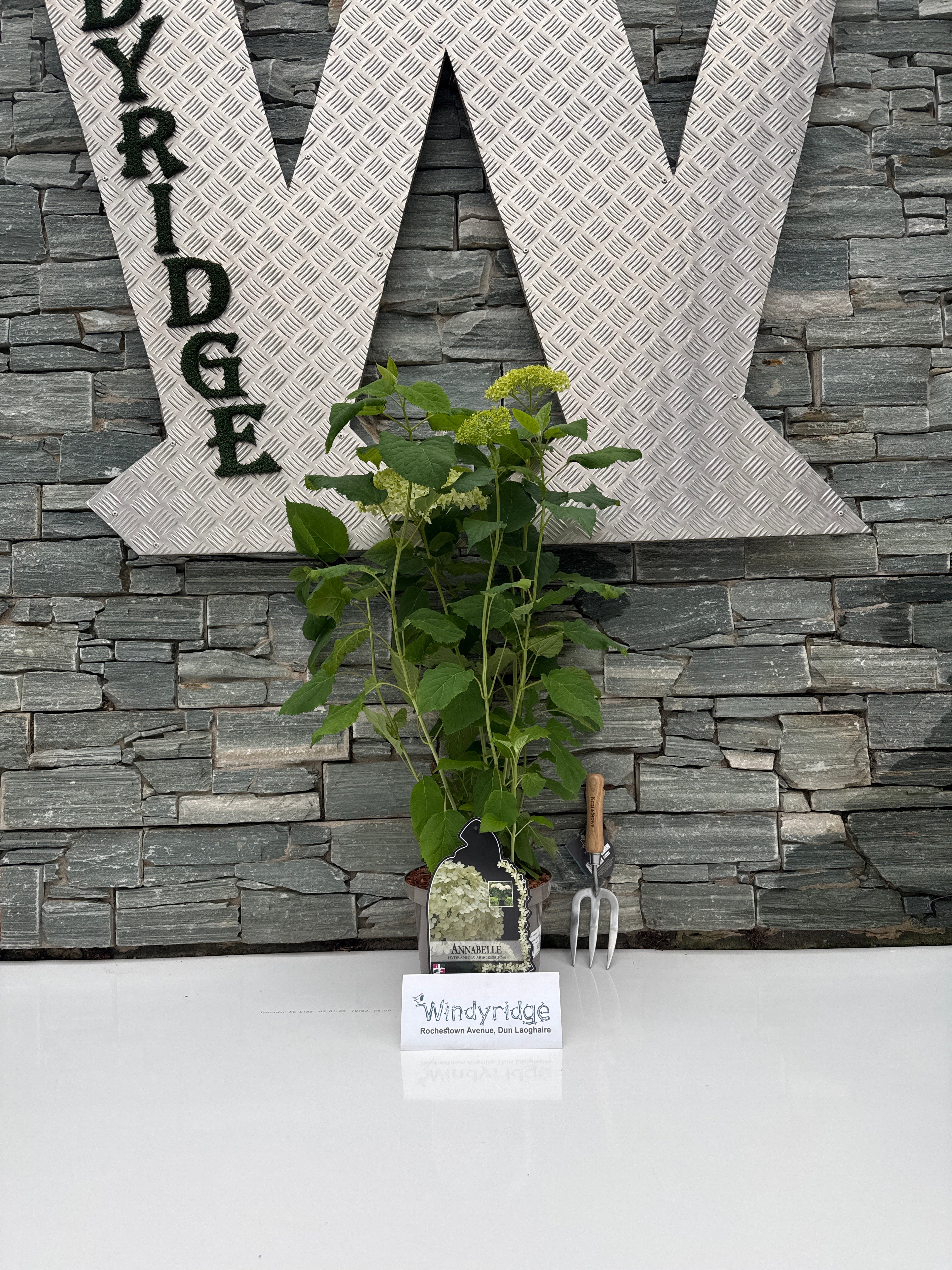 HYDRANGEA ARB. ANNABELLE 40-50 5Ltr Pot - Image 2