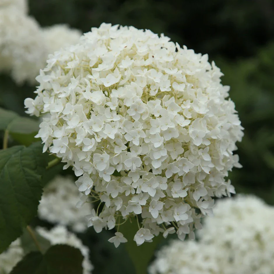 Hydrangea arb. Annabelle