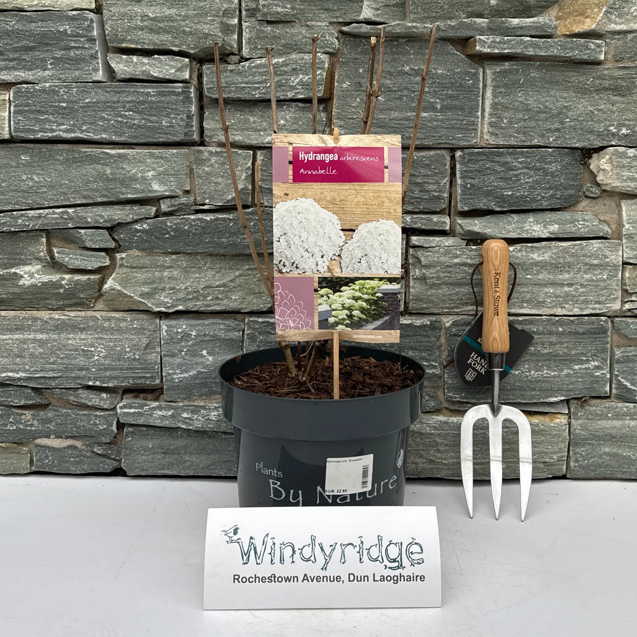 Hydrangea arb. Annabelle - Image 2