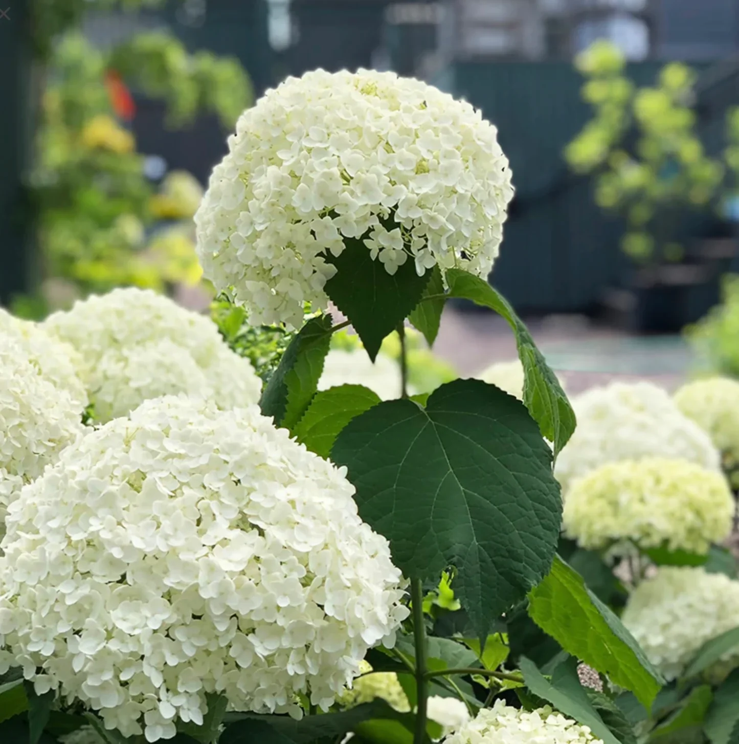 Hydrangea arb. 'Annabelle' 40-50 cm. - Image 2