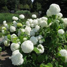 HYDRANGEA arb. Annabelle - Image 2