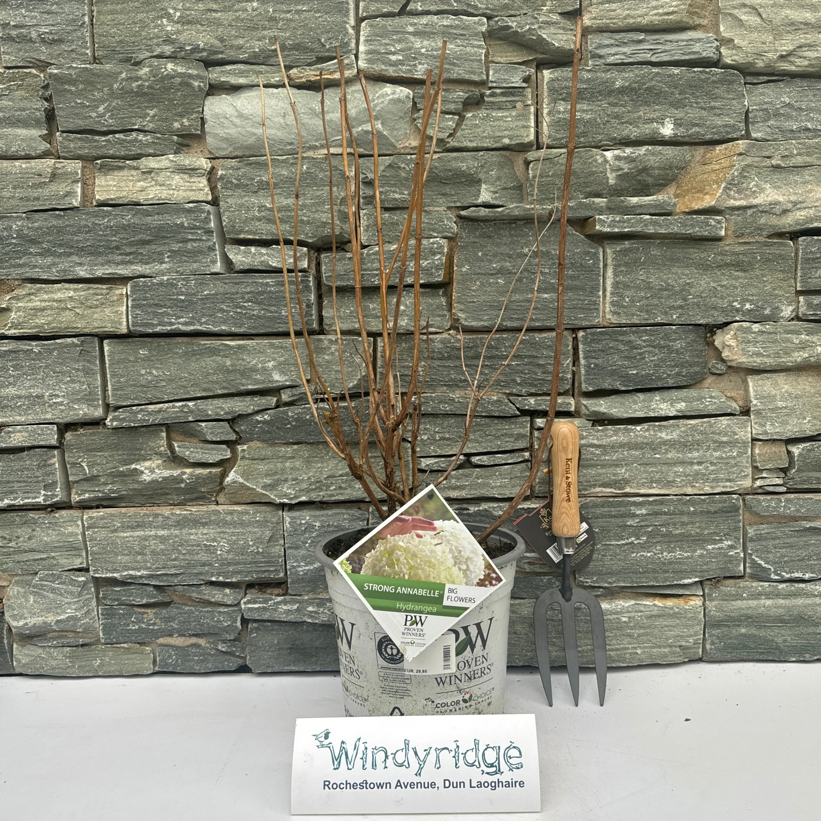 Hydrangea arb. Strong Annabelle - Image 2