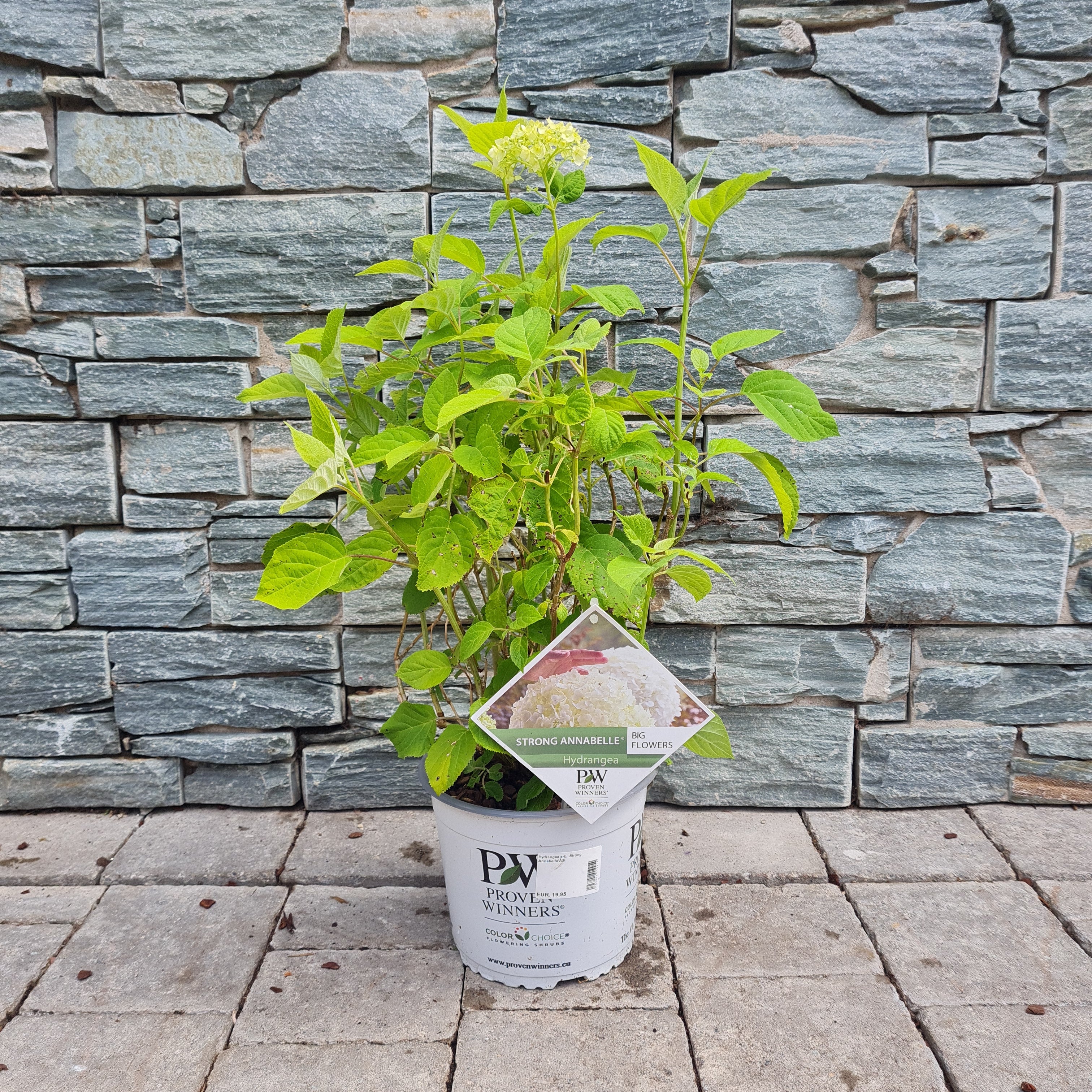 Hydrangea arb. 'Strong Annabelle'Â® 25-30 cm. - Image 4