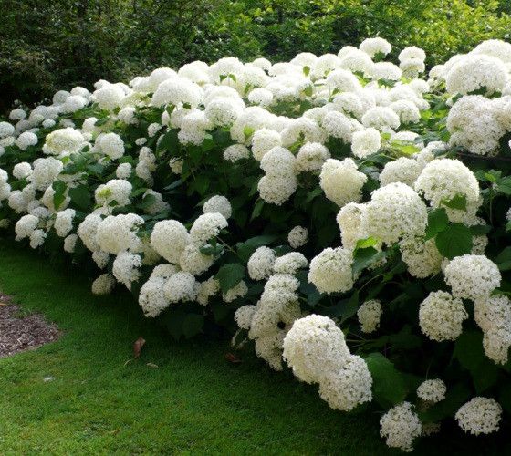 Hydrangea arbo. Strong Annabelle - Image 2