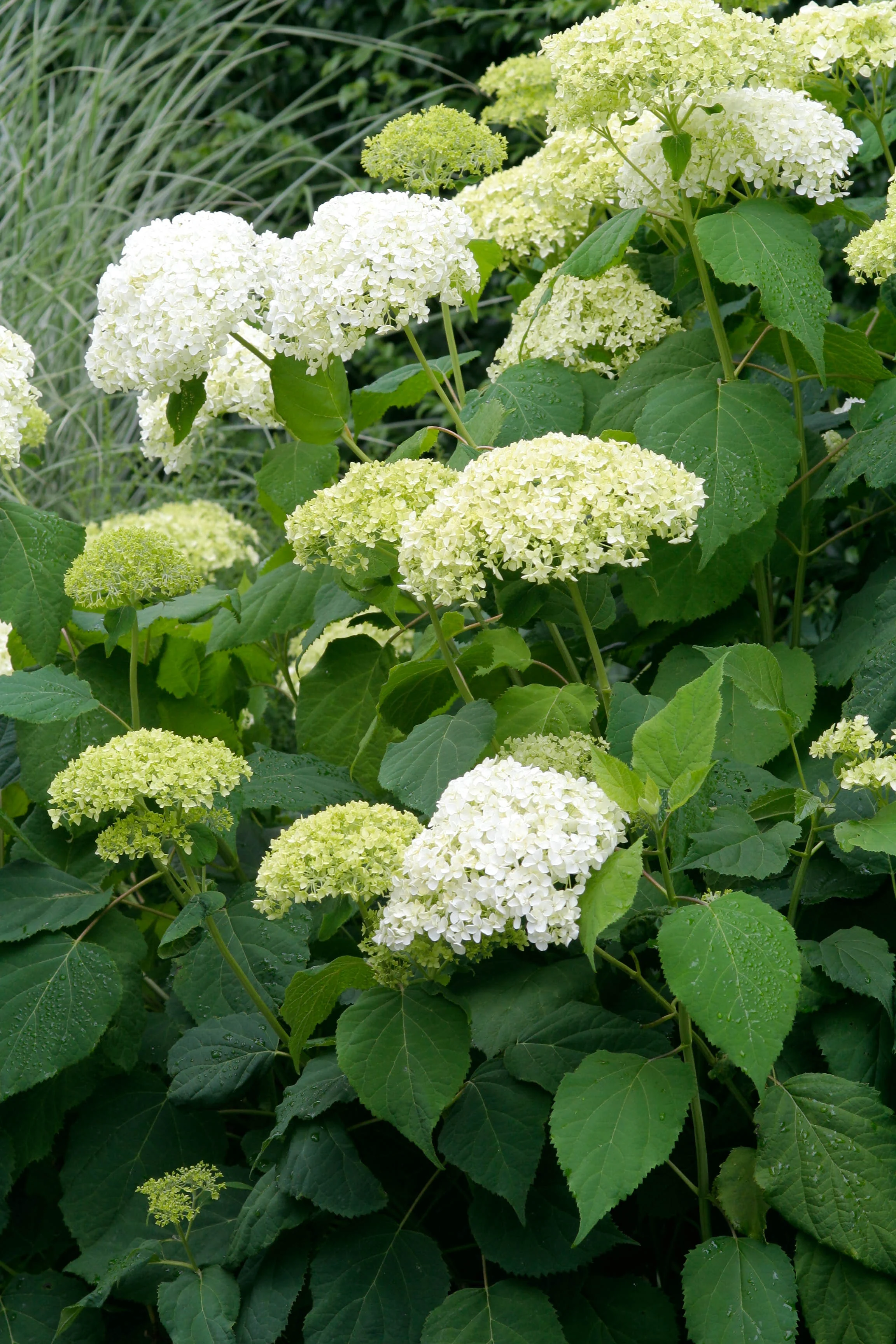 Hydrangea arbor.  Annabelle - Image 2