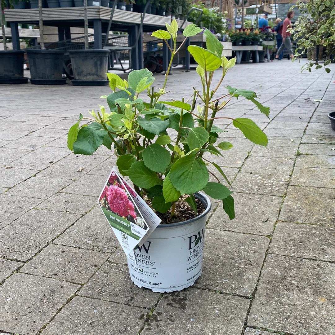Hydrangea arbor. Pink Annabelle  3 Ltr pot - Image 3