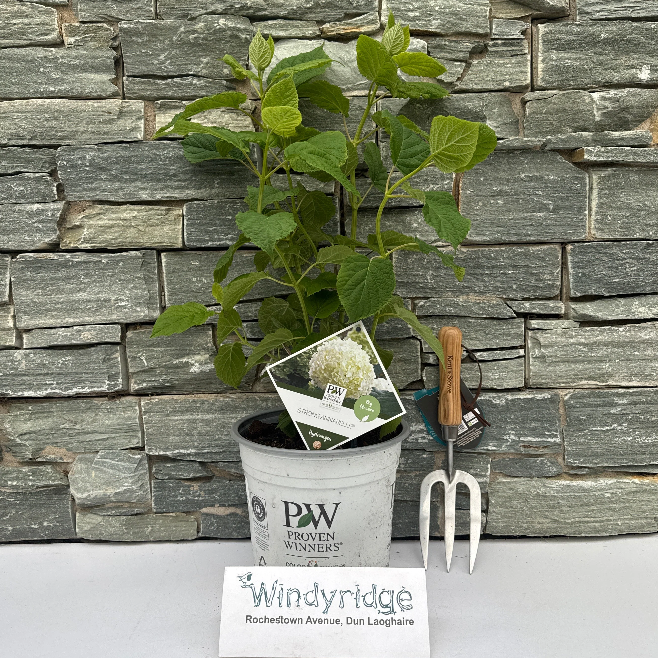 Hydrangea arbor. Strong Annabelle 5 Ltr pot