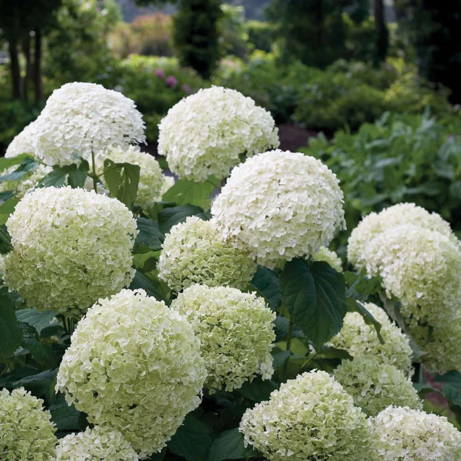 Hydrangea arbor. Strong Annabelle 5 Ltr pot - Image 2
