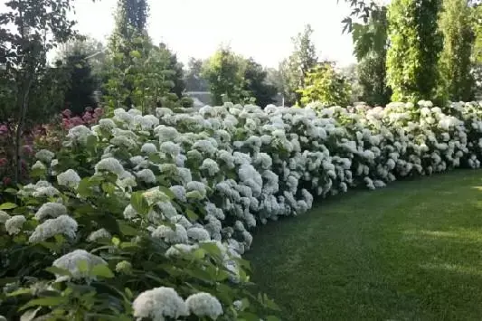 Hydrangea arbor. Strong Annabelle 5 Ltr pot - Image 4