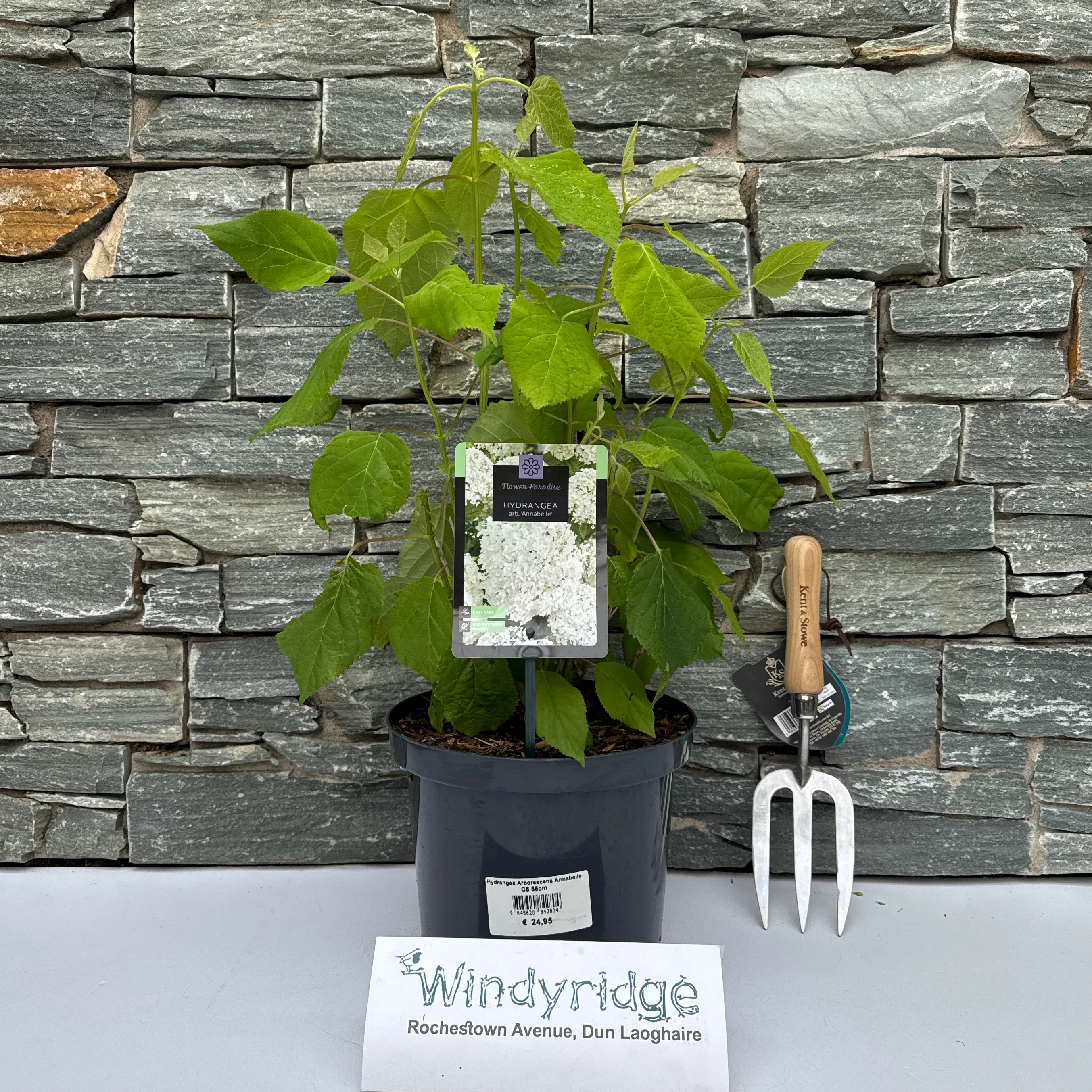Hydrangea Arborescens Annabelle