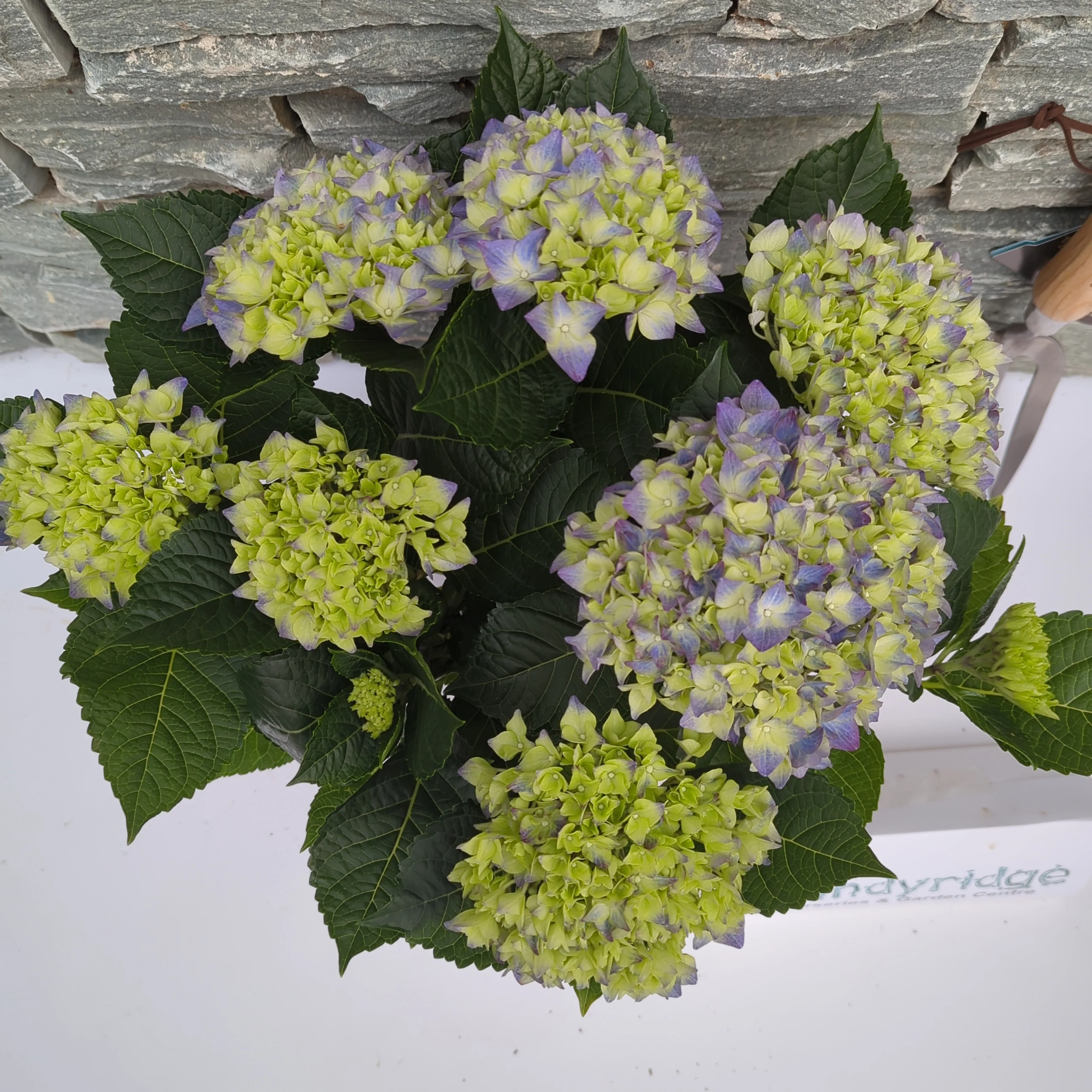 Hydrangea blue(indoor) - Image 3