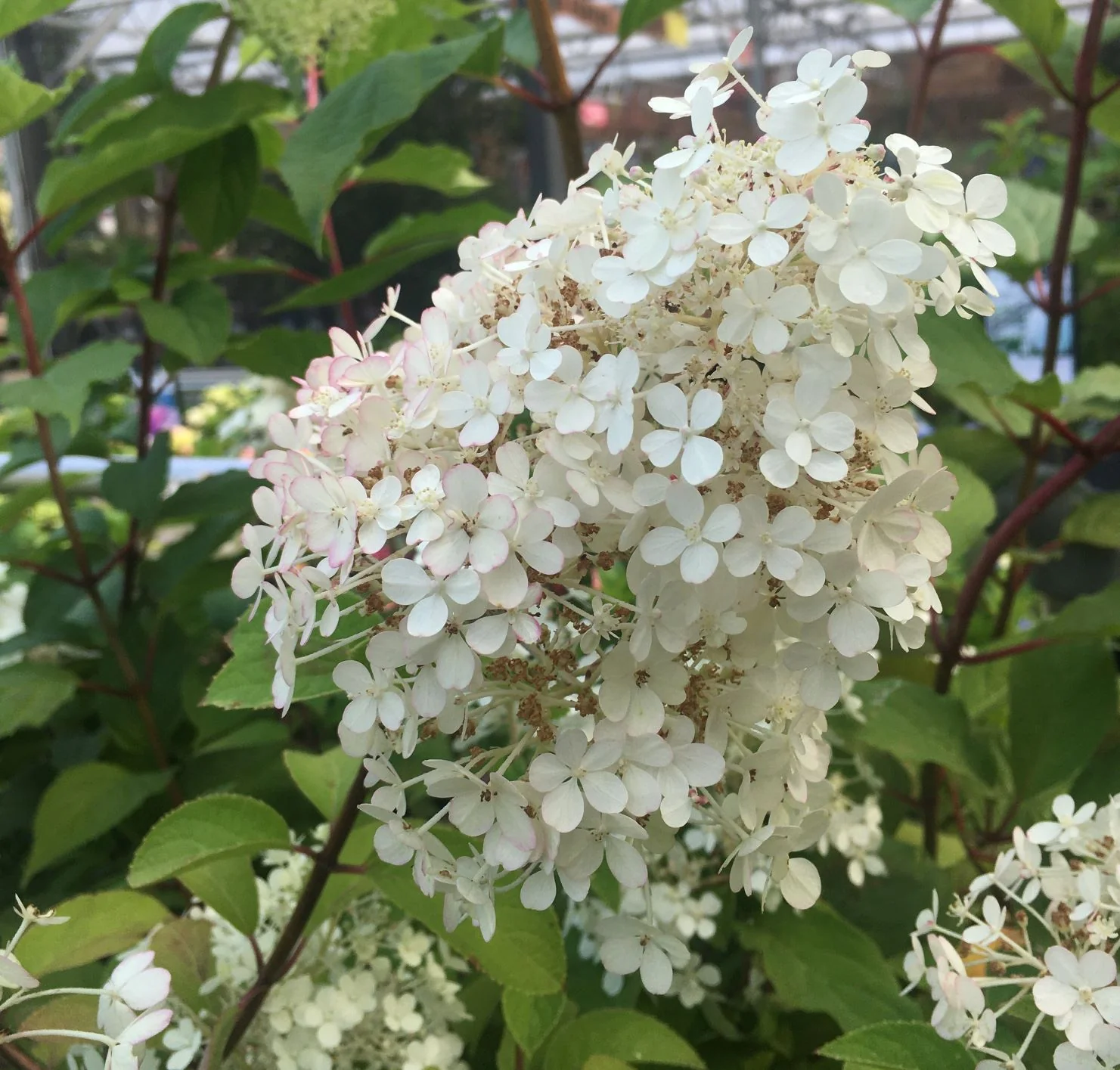 HYDRANGEA Bo Bo