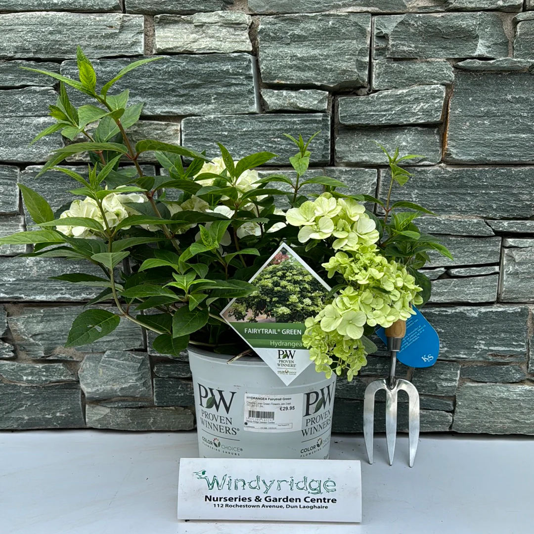 HYDRANGEA Fairytrail Green - Image 2