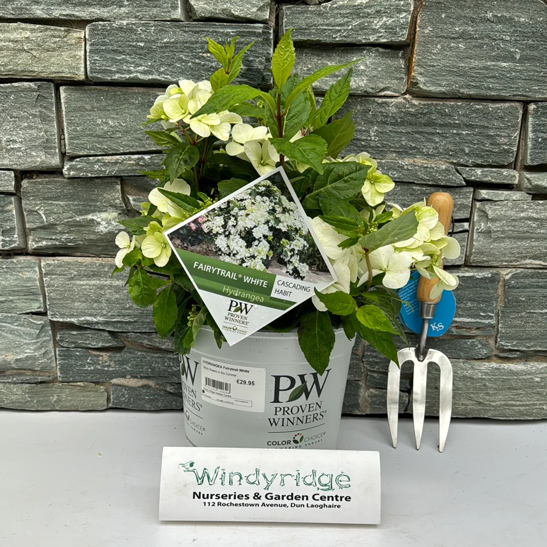 HYDRANGEA Fairytrail White - Image 2