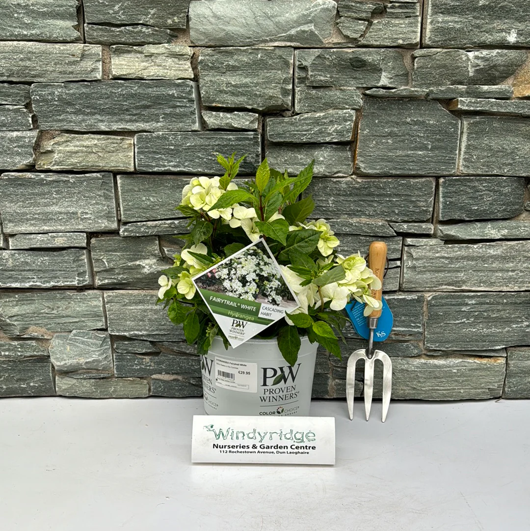 HYDRANGEA Fairytrail White - Image 3