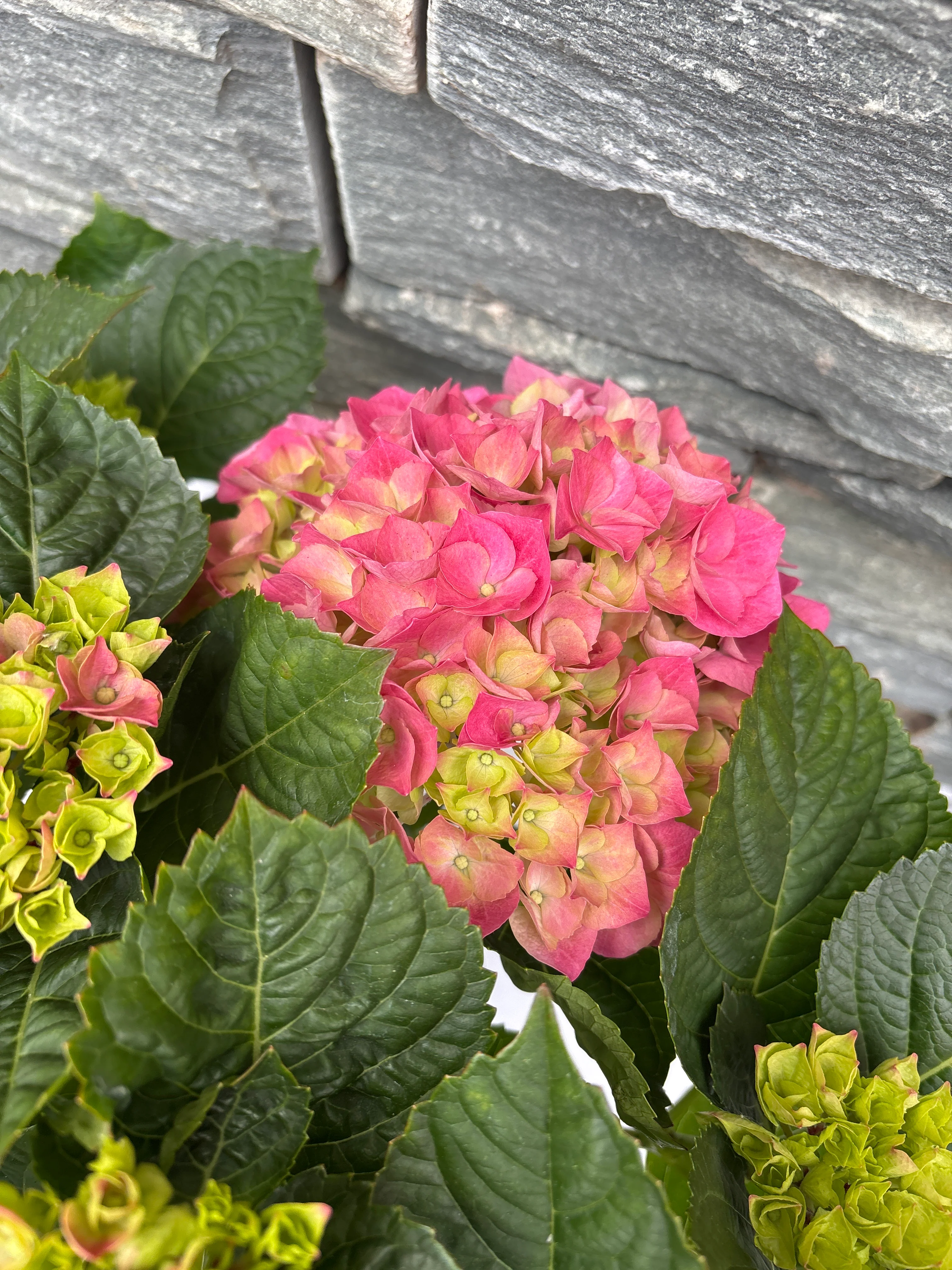 Hydrangea (JG) macrophylla pink P23 - Image 2