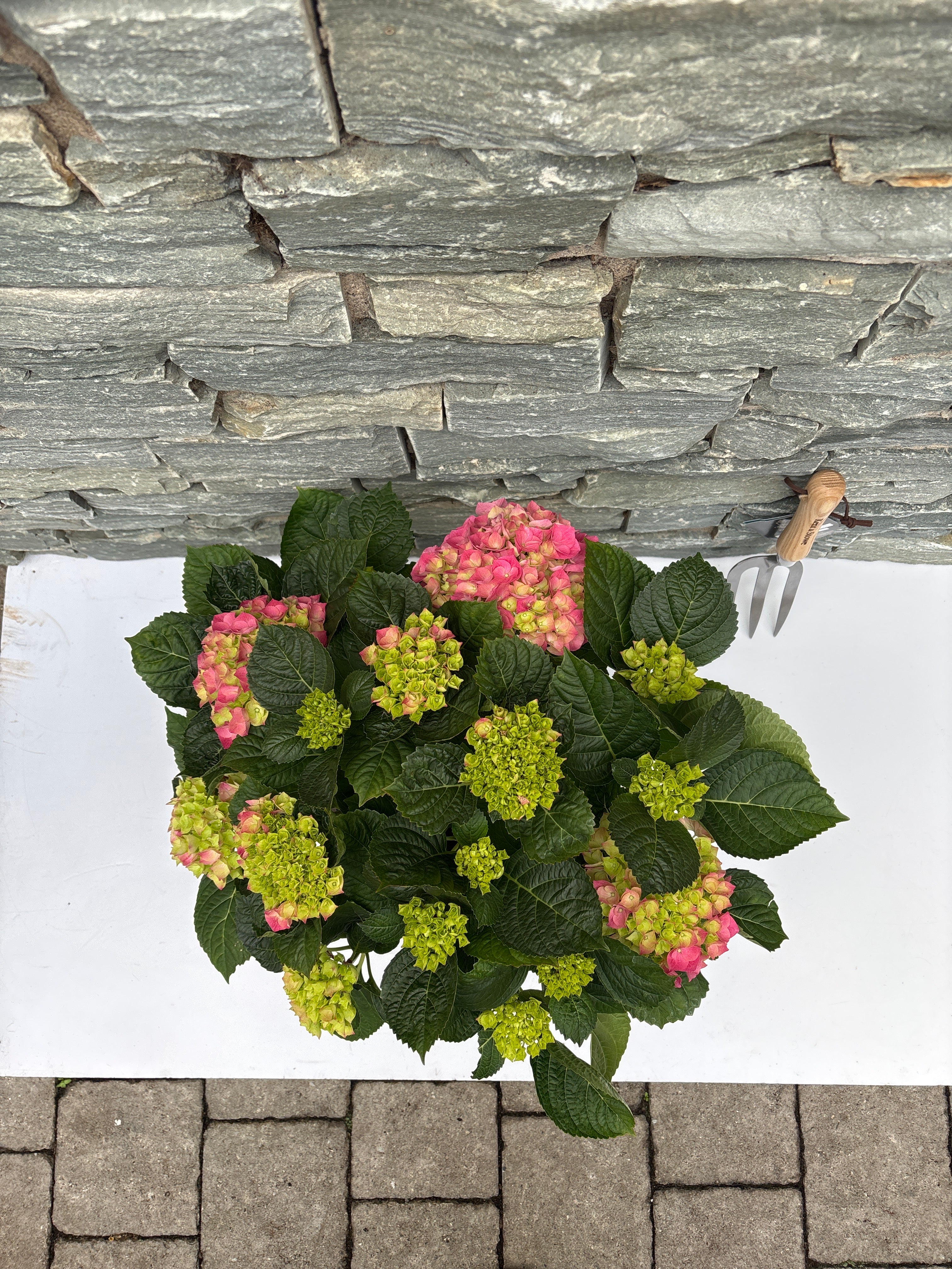 Hydrangea (JG) macrophylla pink P23 - Image 3