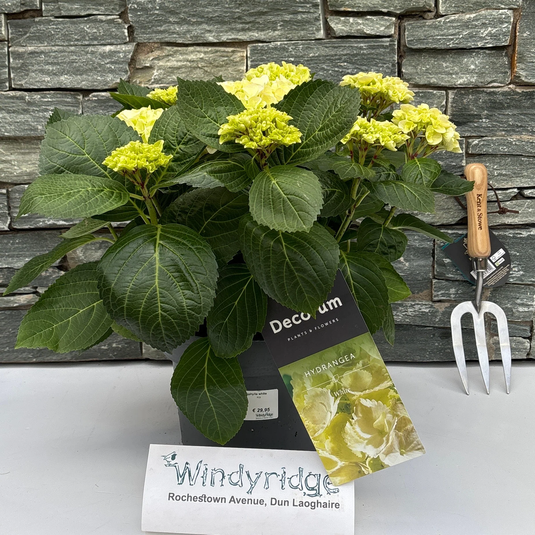 Hydrangea (JG) macrophylla white P23