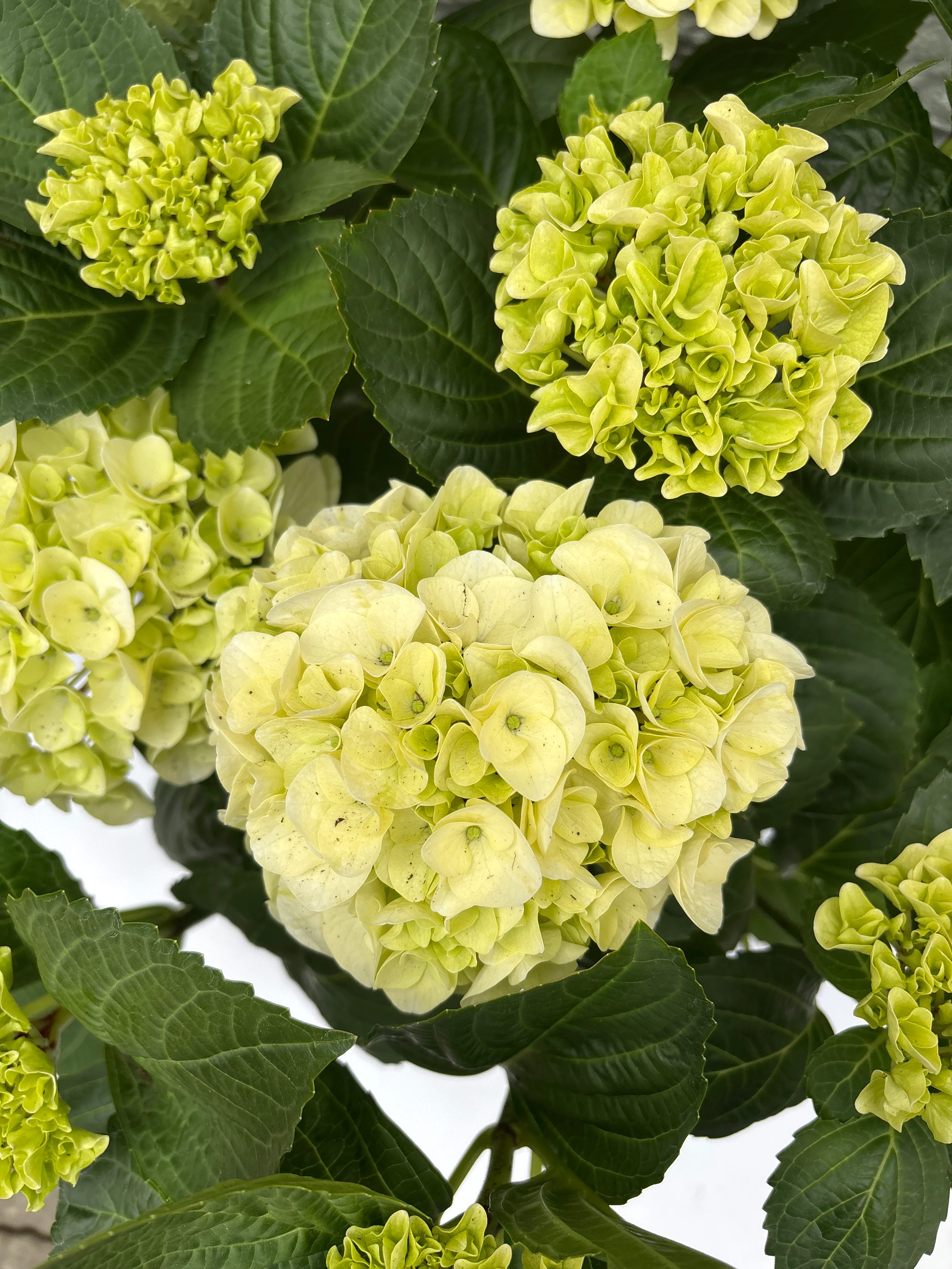 Hydrangea (JG) macrophylla white P23 - Image 2