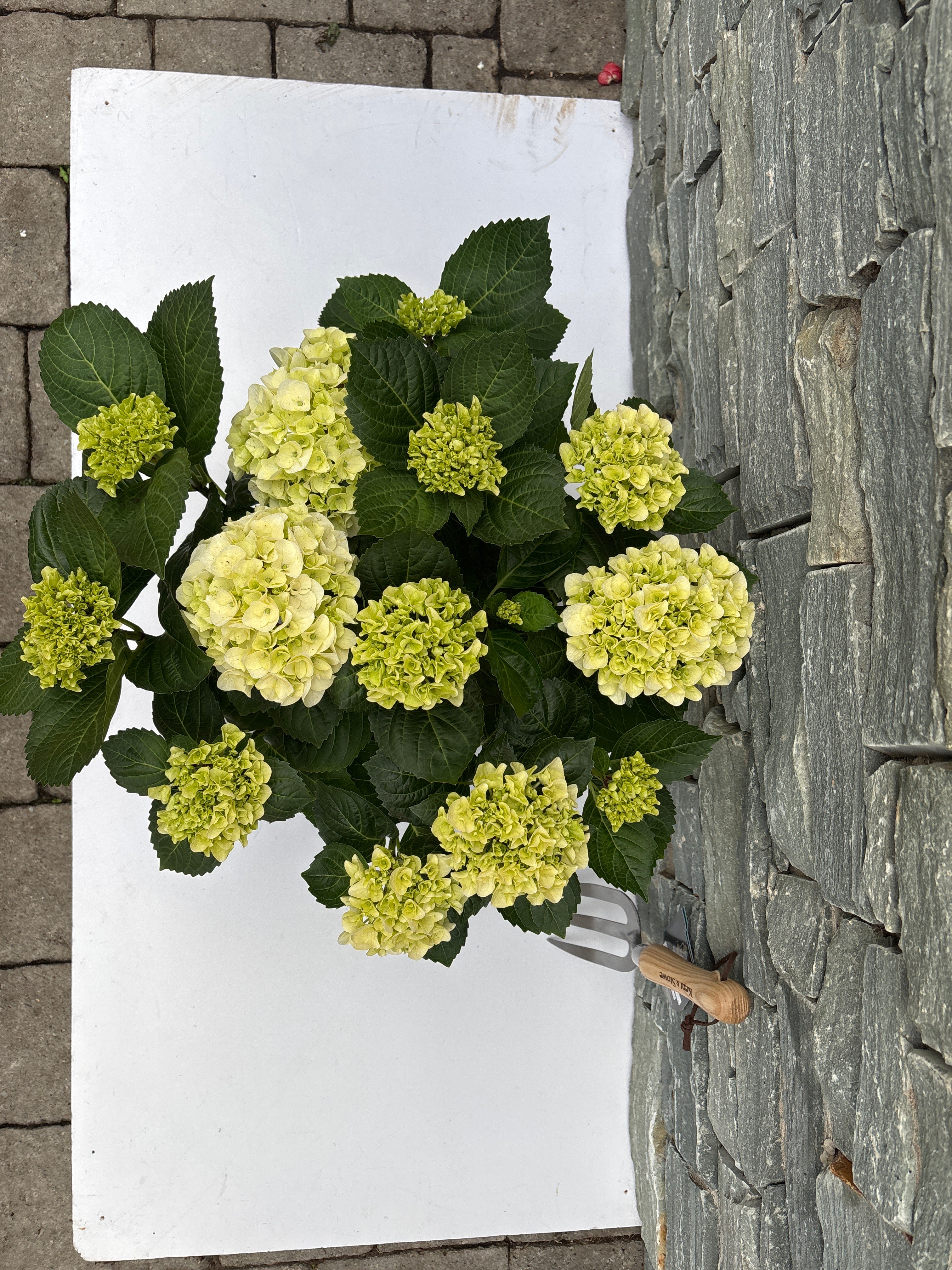 Hydrangea (JG) macrophylla white P23 - Image 3