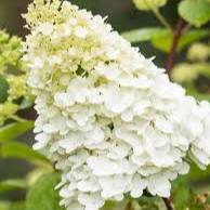 Hydrangea Limelight - Image 3