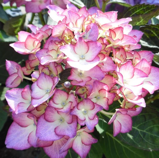 HYDRANGEA M. ADULA PURPLE