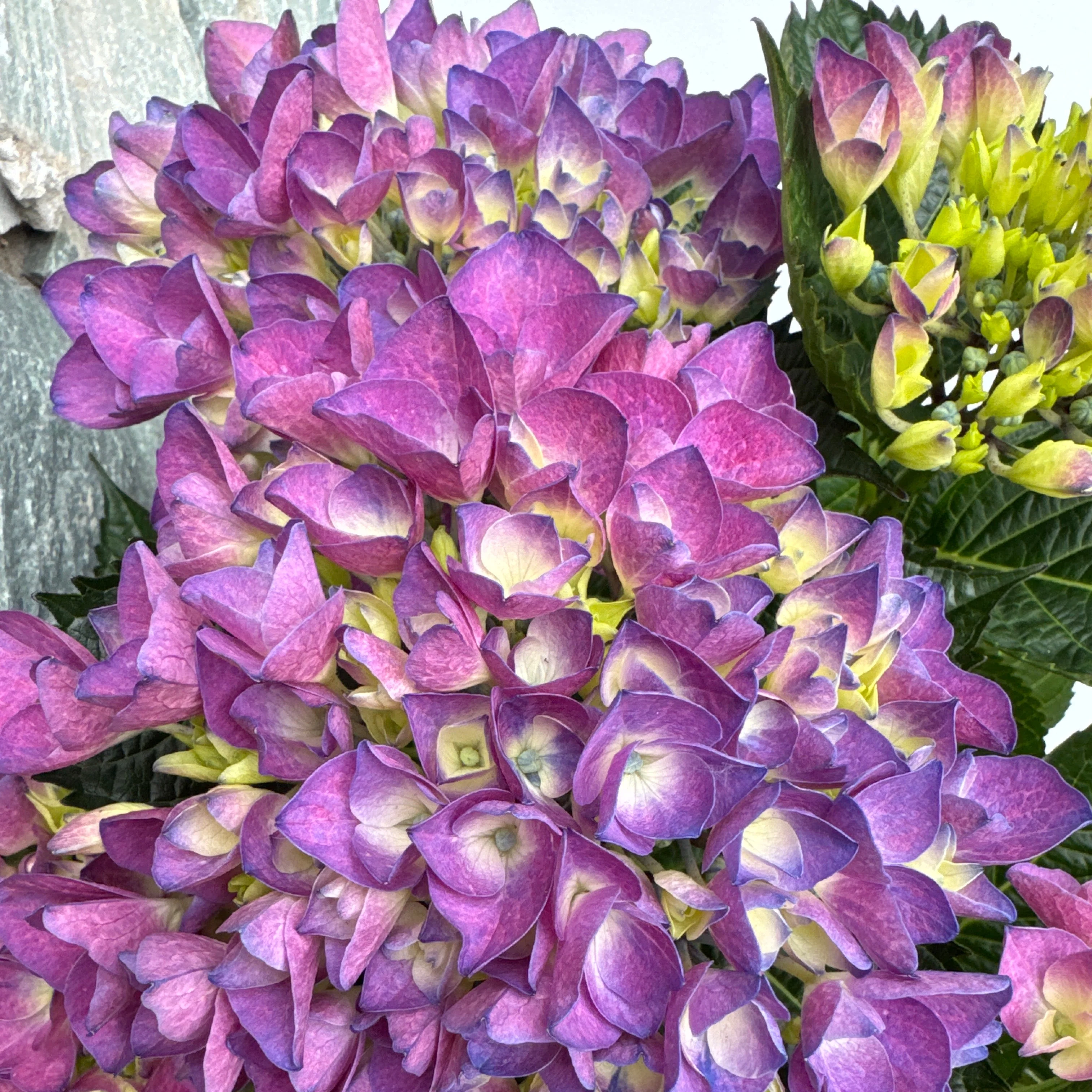 HYDRANGEA M. AMOR - Image 2