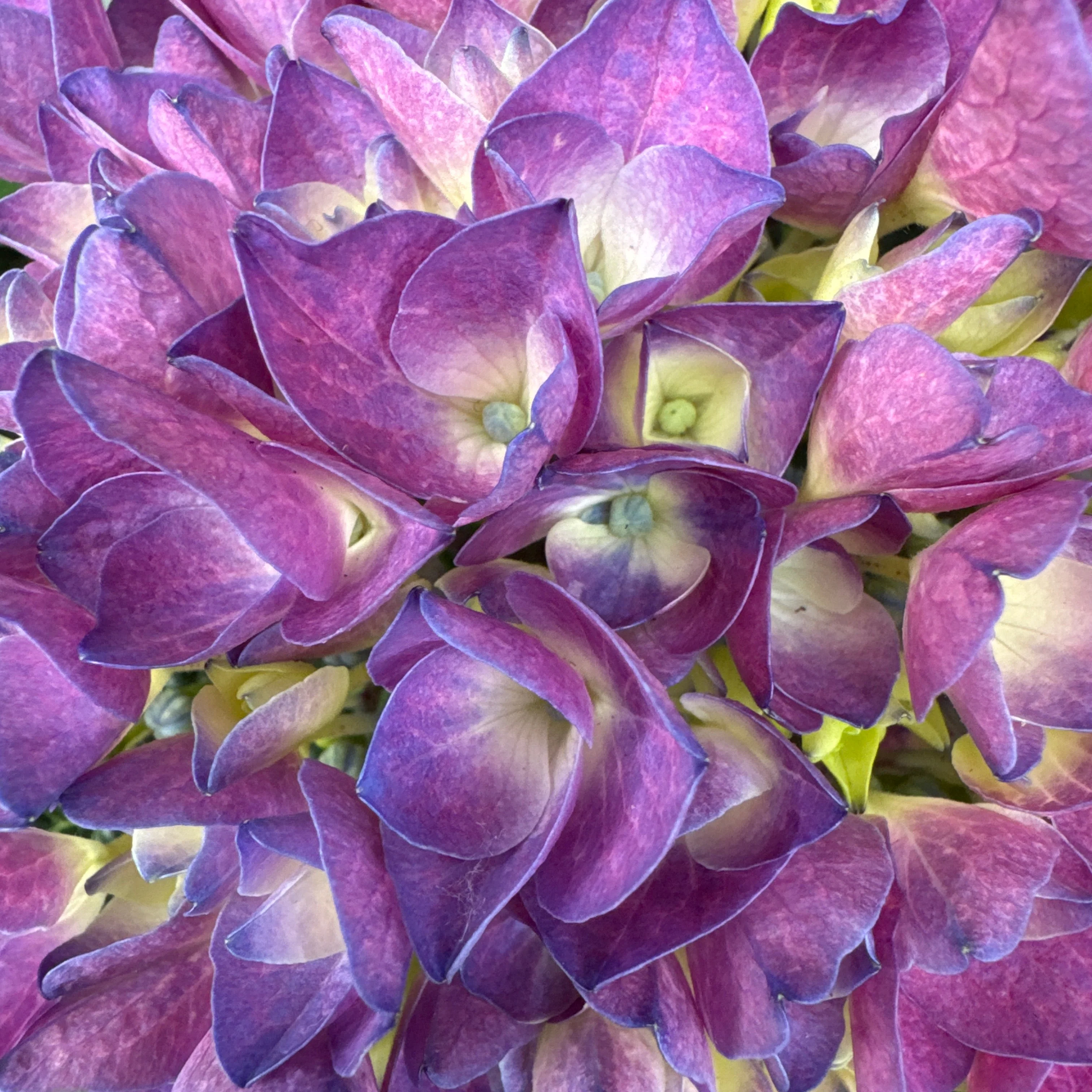 HYDRANGEA M. AMOR - Image 3