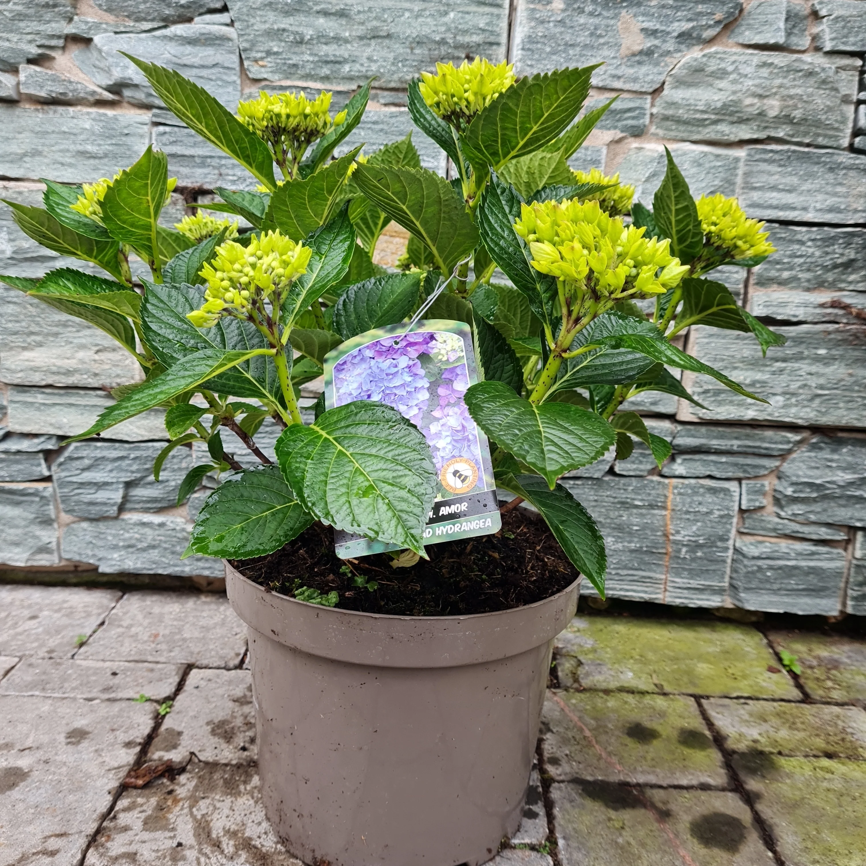 HYDRANGEA M. AMOR - Image 4