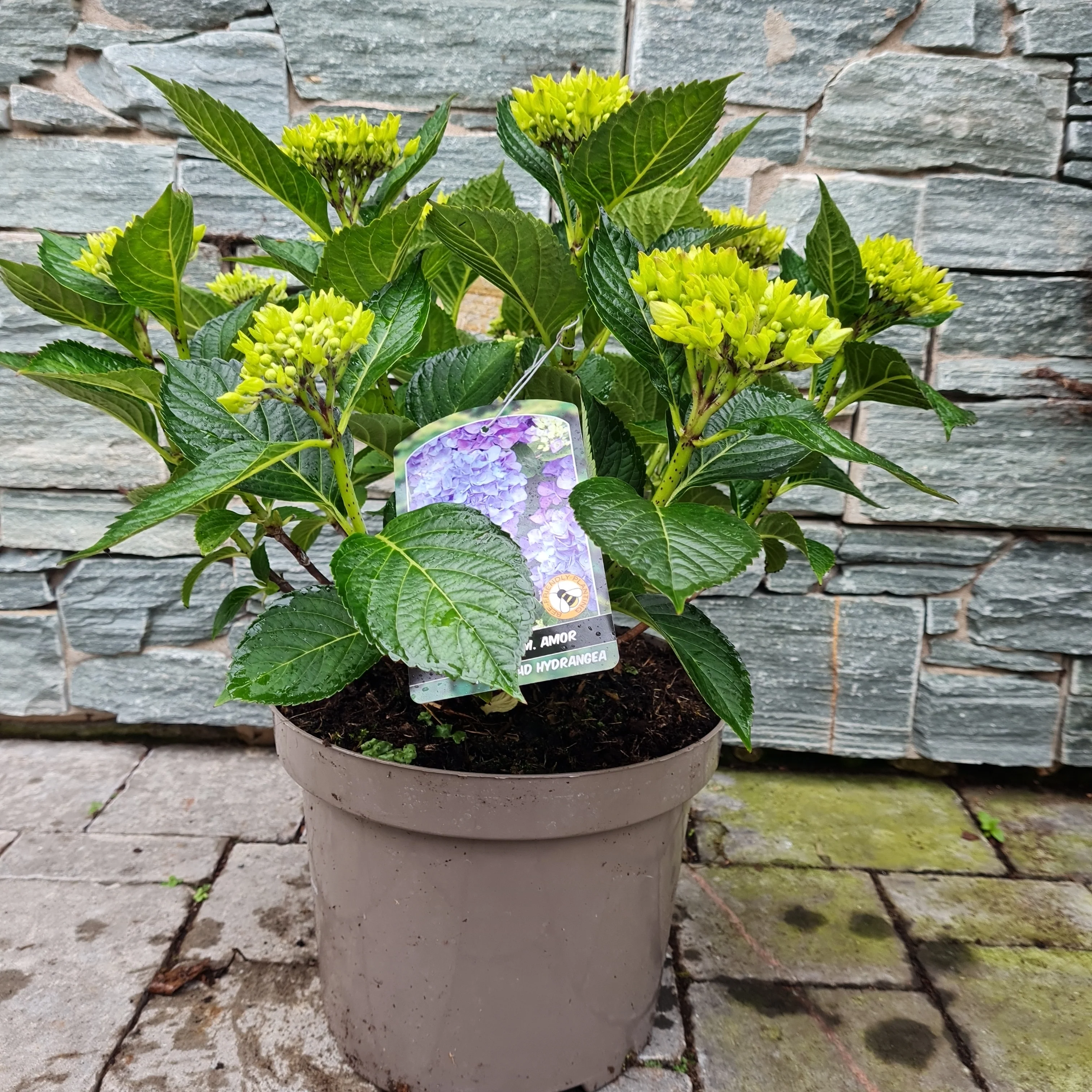 HYDRANGEA M. AMOR - Image 5