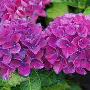 HYDRANGEA M. AMOR - Image 6