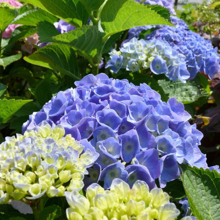 HYDRANGEA M. BODENSEE BLUE