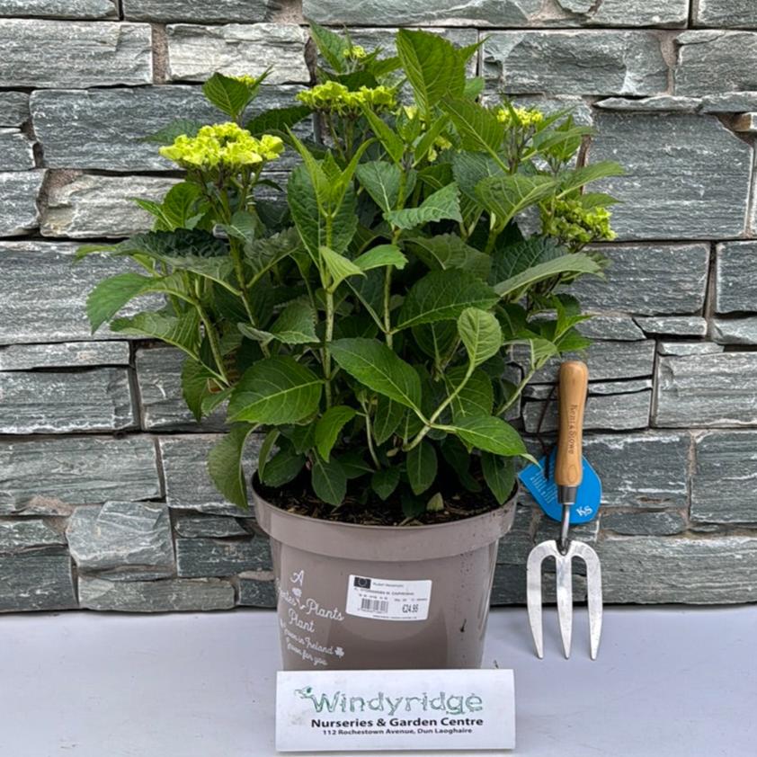 HYDRANGEA M. CAIPIRINHA 40-50 7.5ltr Pot - Image 2