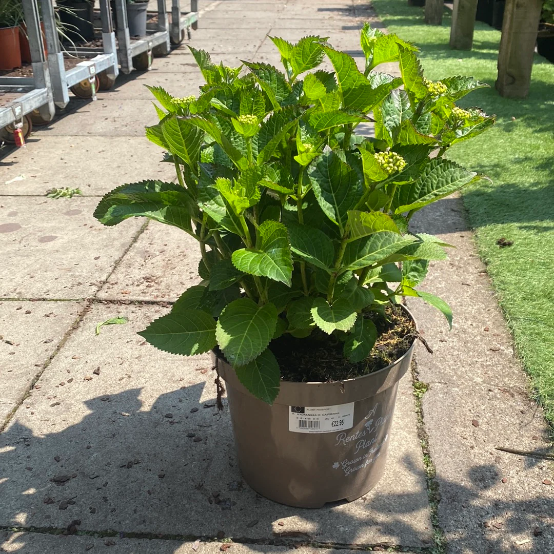 HYDRANGEA M. CAIPIRINHA 40-50 7.5ltr Pot - Image 3