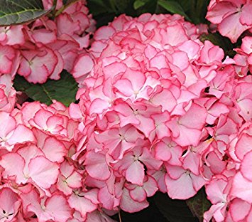 HYDRANGEA M. CLASSIC ADULA PINK