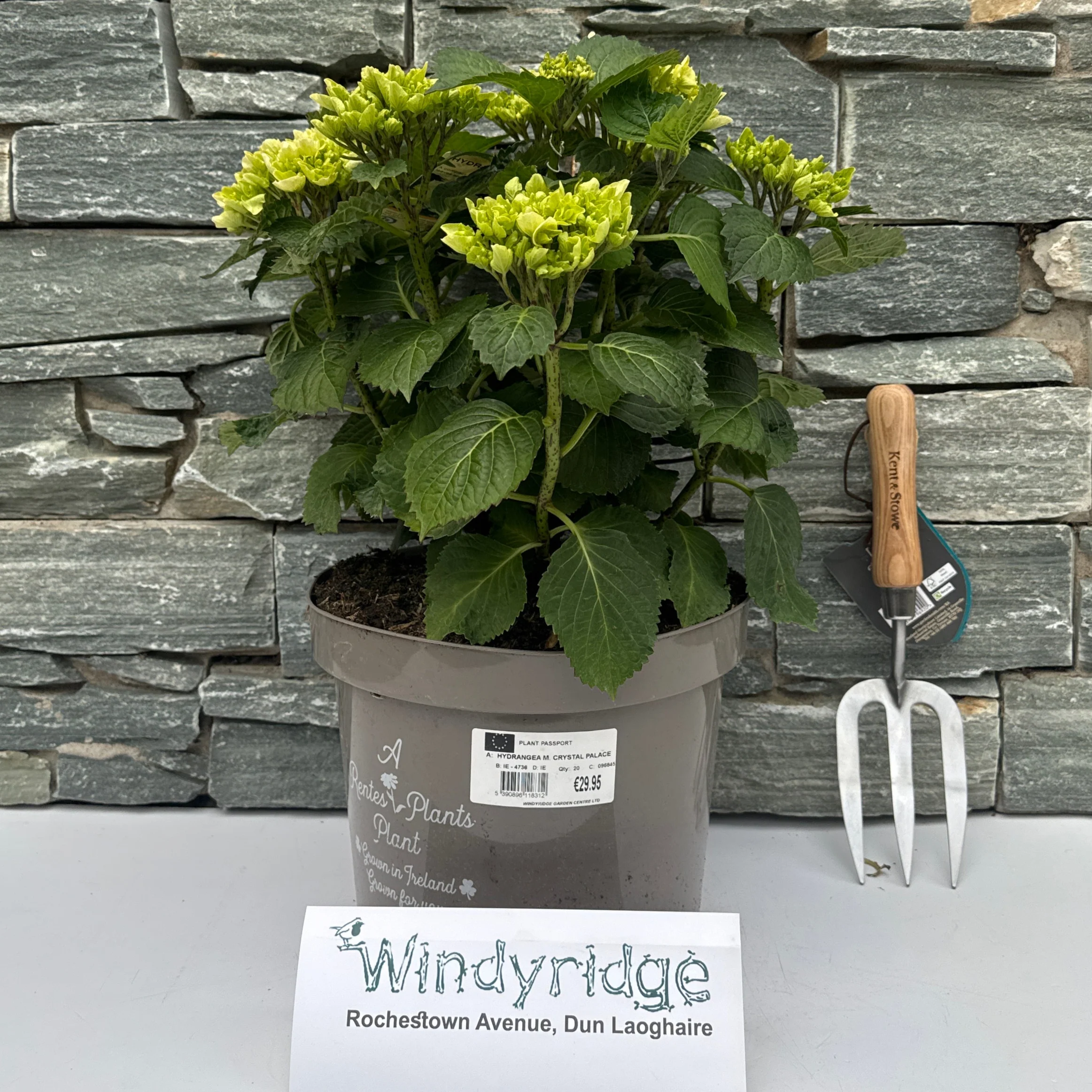 HYDRANGEA M. CRYSTAL PALACE - Image 2
