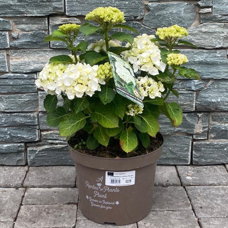 HYDRANGEA M. CRYSTAL PALACE - Image 3
