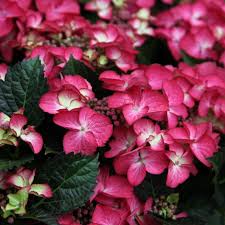Hydrangea m. Dark Angel red P23, 7+ flower