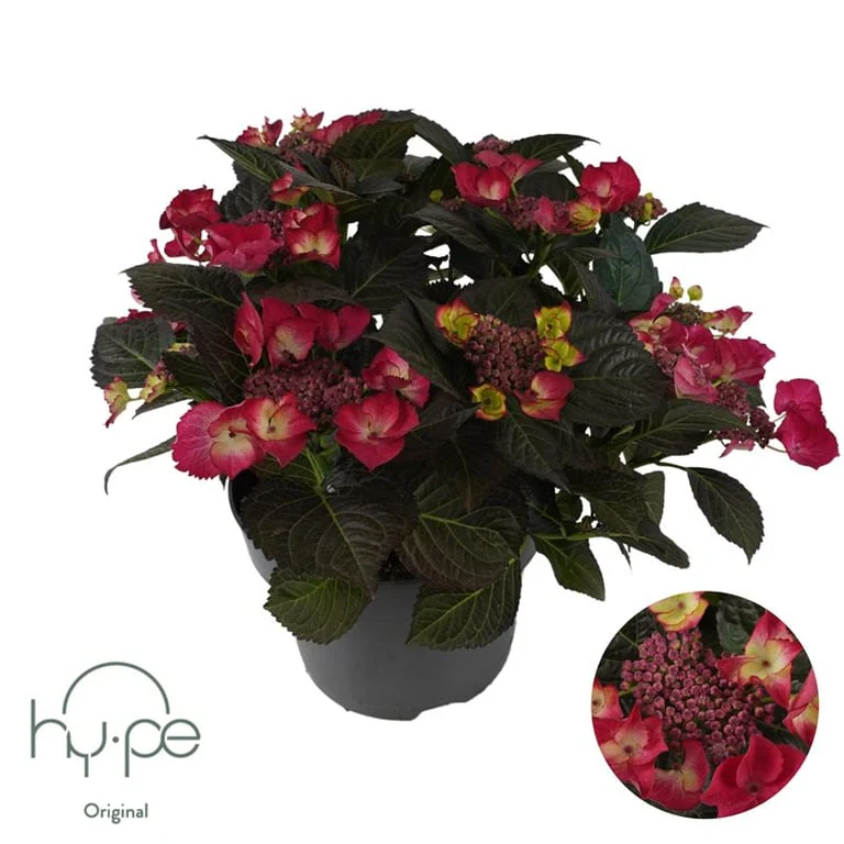 Hydrangea m. Dark Angel red P23, 7+ flower - Image 3