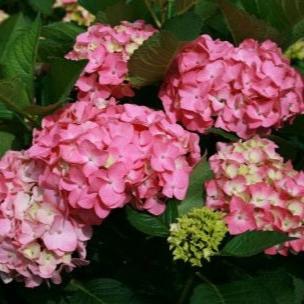 HYDRANGEA M. EARLY ROSE - Image 2